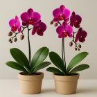 Orchid